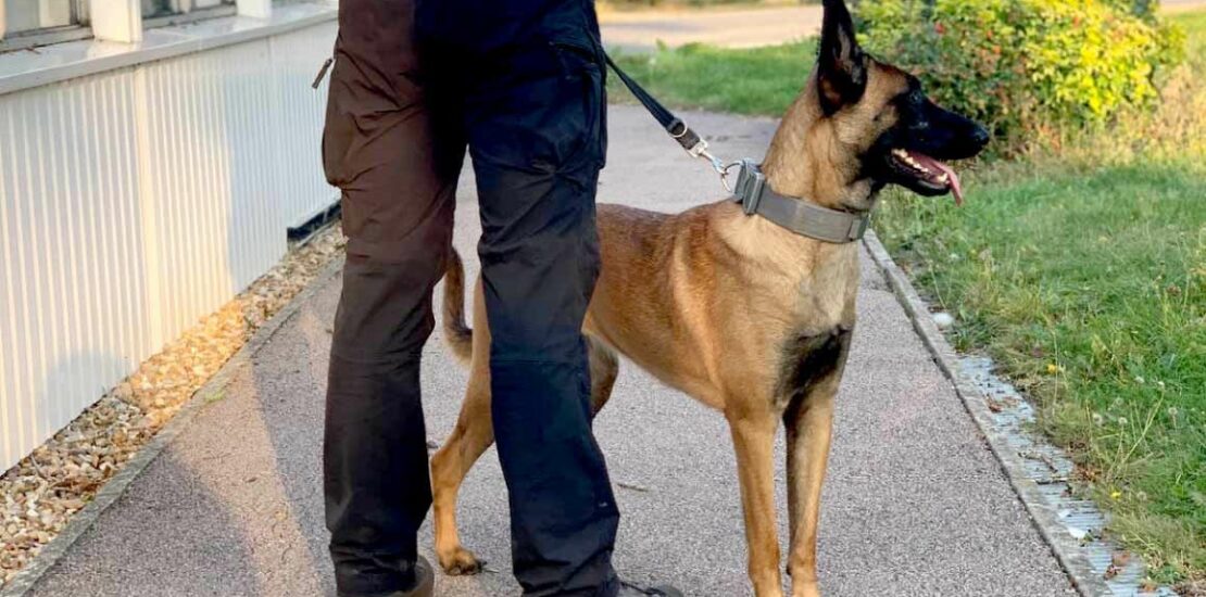 dog_handler